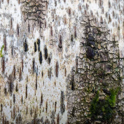 Onzalige bossen 0670