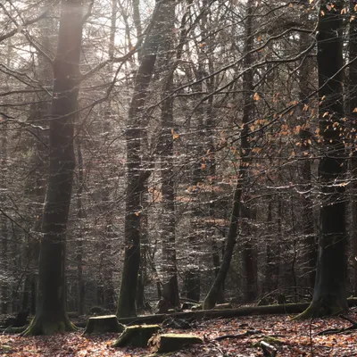 Onzalige bossen 260125 De Steeg 48A0689