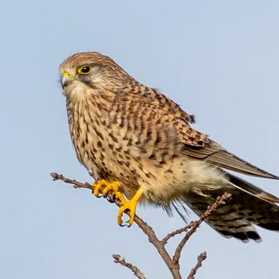 Planken Wambuis 2000