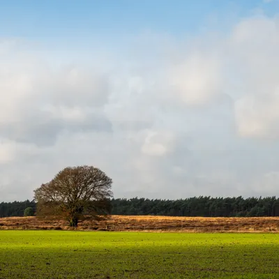 Planken Wambuis 8405