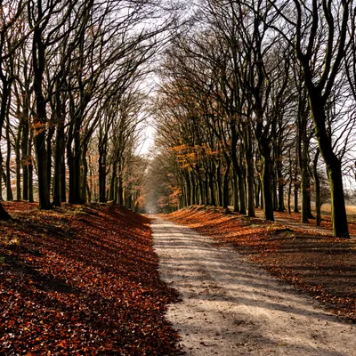 Planken Wambuis 8414