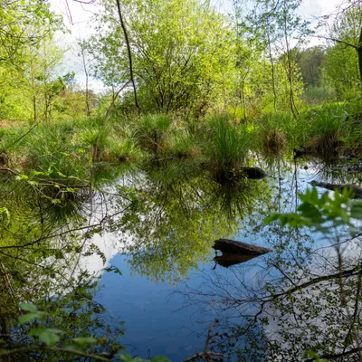 Renkums Beekdal 5668