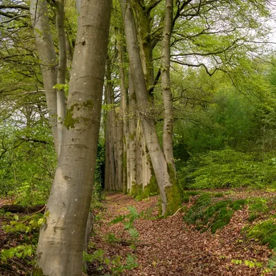 Renkums Beekdal 5673