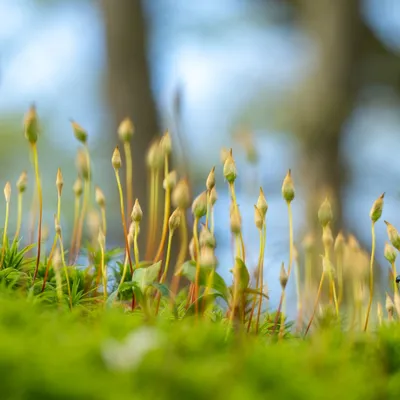 Renkums Beekdal 5676