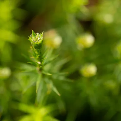 Renkums Beekdal 5692