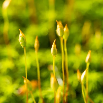 Renkums Beekdal 5694