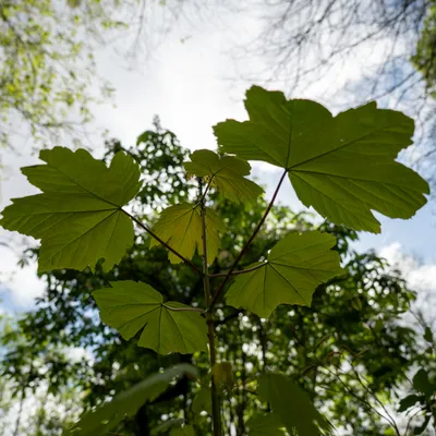 Renkums Beekdal 5709