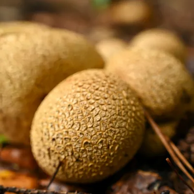 Rozendaaalse veld 0055