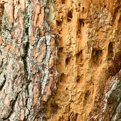 Rozendaaalse veld 0106