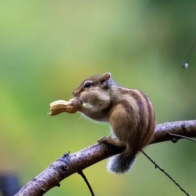 Siberische grondeekhoorn 8560