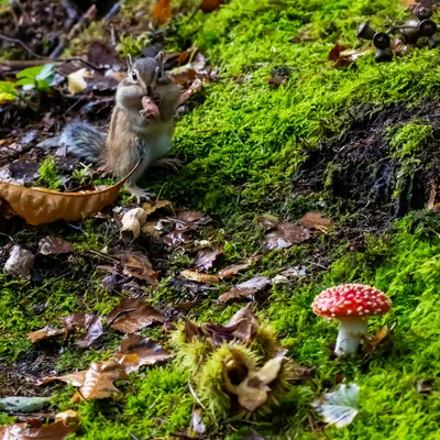 Siberische grondeekhoorn 8681
