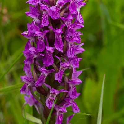 zelfontspanners 260519 buren mg 6558