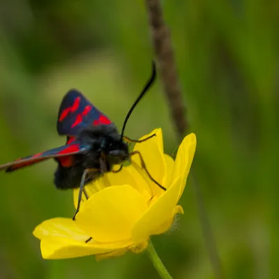 zelfontspanners 260519 buren mg 6561